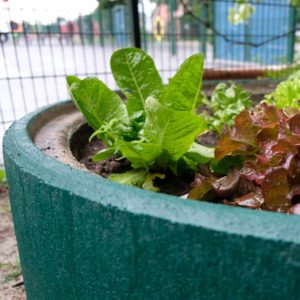 bald erntereifer Salat in unterschiedlichen Farben