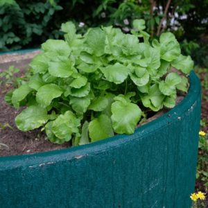 gesund aussehender Salat in Pflanzring