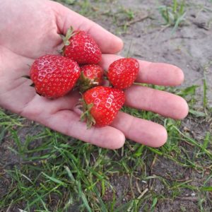 glänzende rote Erdbeeren auf einer Hand