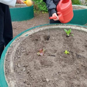 Kinder gießen frisch gesetzte Salatsetzlinge mit Wasser