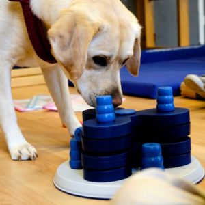 Therapiebegleithund sucht Leckerli, die zuvor von den Kindern versteckt wurden.