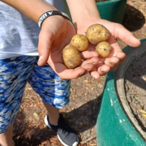 Kind der Moormerland Kids zeigt geerntete Kartoffeln. 